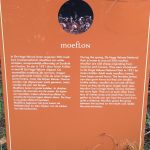 Moeflon op De Hoge Veluwe