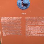 Ree op de Hoge Veluwe